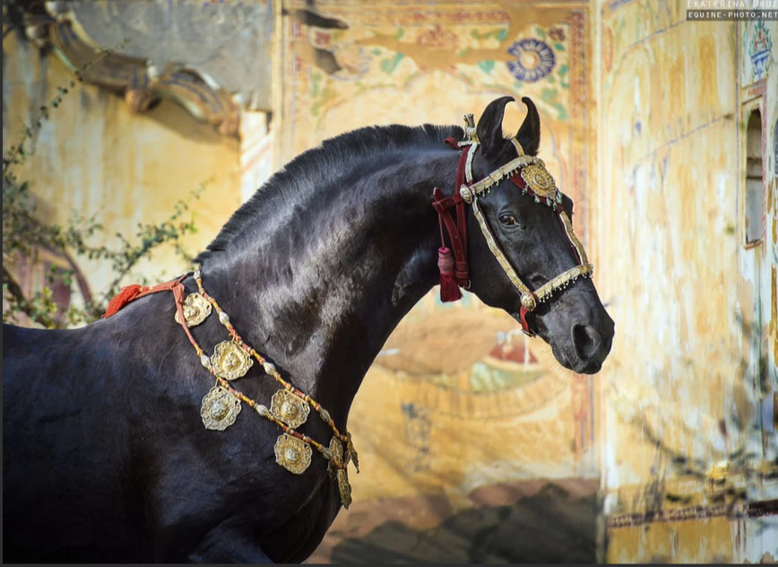 Ekaterina Druz - Equine Photography - HORSE OF THE KINGS - Marwari stallion, India
